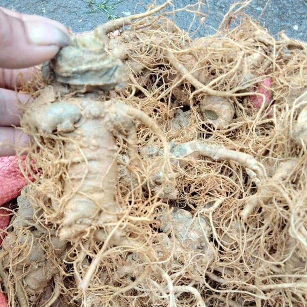 Củ tam thất tươi 500gr