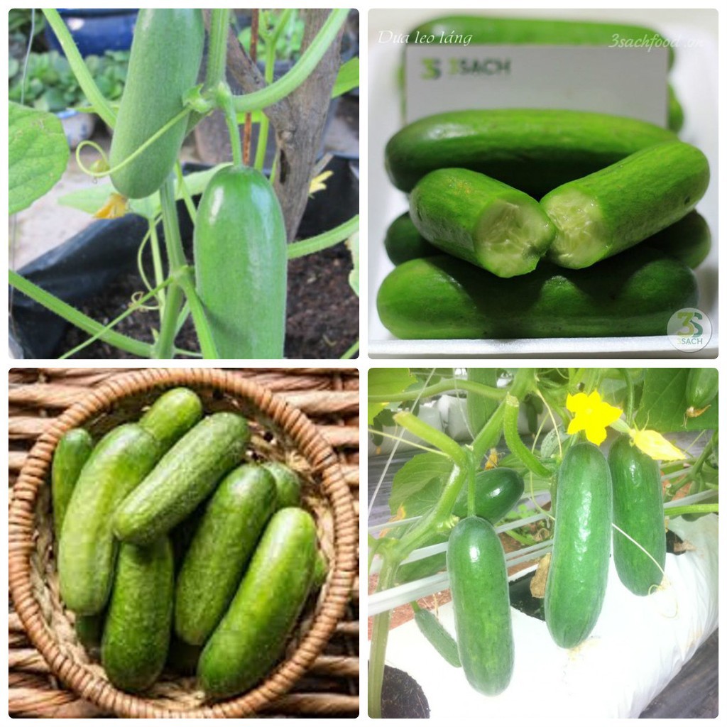 Hạt giống dưa leo nếp cao sản f1 - 20 hạt, cam kết sản phẩm đúng mô tả, chất lượng đảm bảo an toàn đến sức khỏe người sử dụng