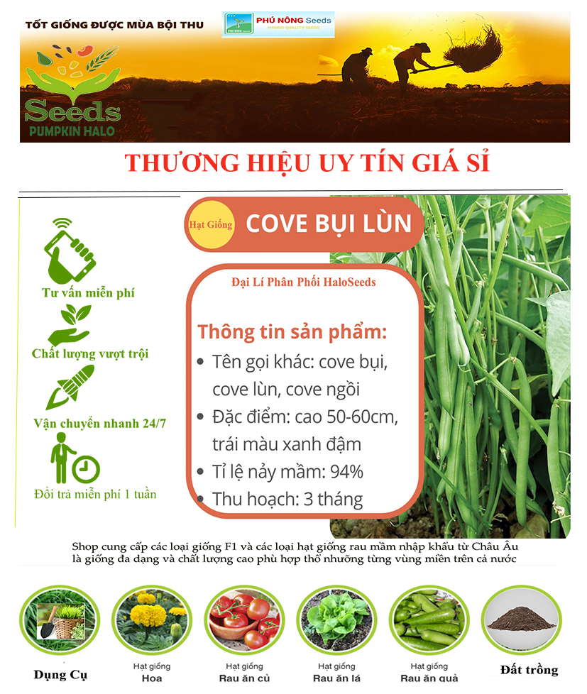 [HCM]Hạt giống đậu cove xanh hạt trắng dạng bụi  PN - 10g