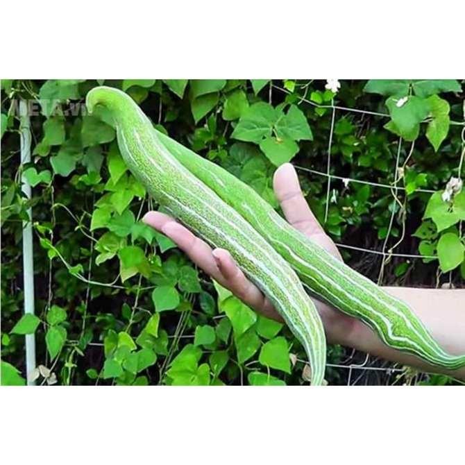 [HCM]GÓI 2GR HẠT GIỐNG KHỔ QUA TÂY MƯỚP RẮN CAO SẢN