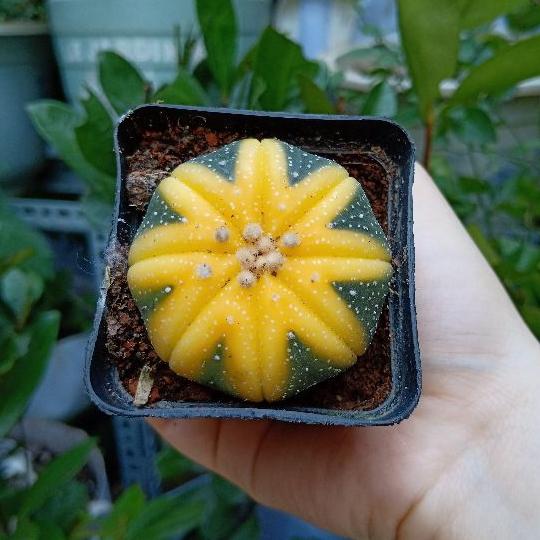 Xương rồng Aster không gai hiếm size trưởng thành