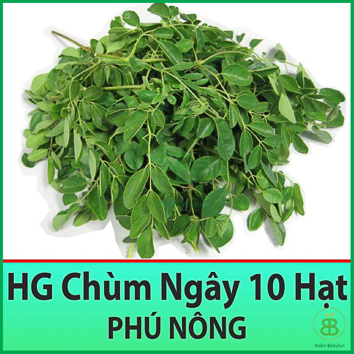Hạt Giống Chùm Ngây Dễ Trồng, Nảy Mầm Cao 1Gr