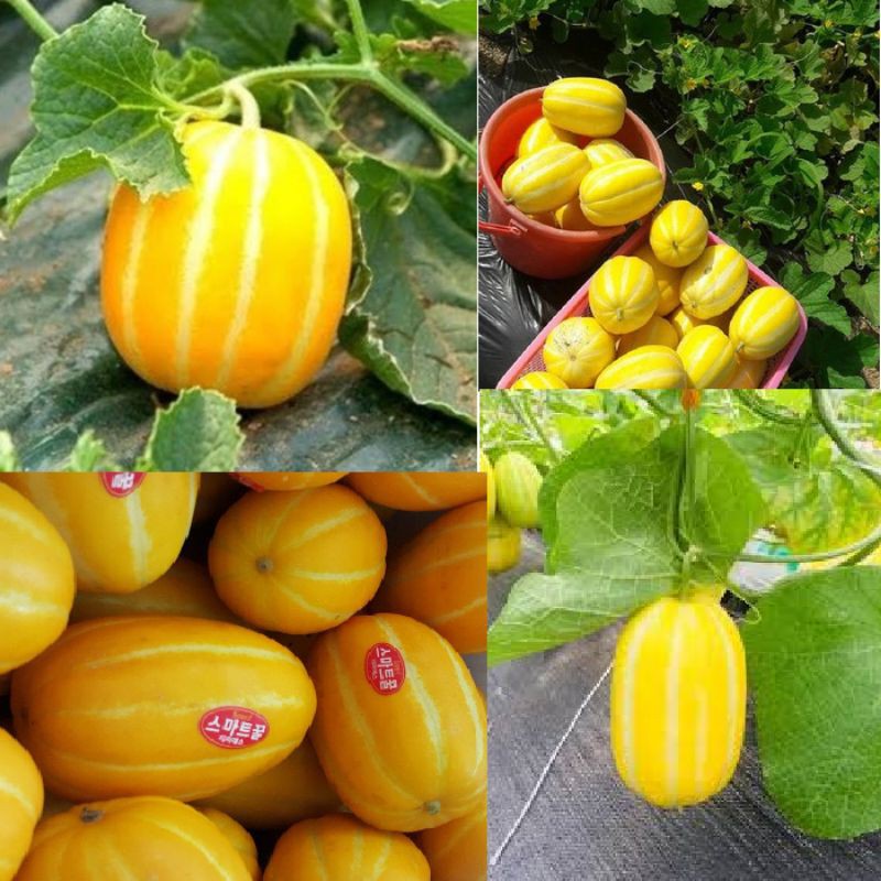 Gói 10 hạt giống dưa lê hàn quốc