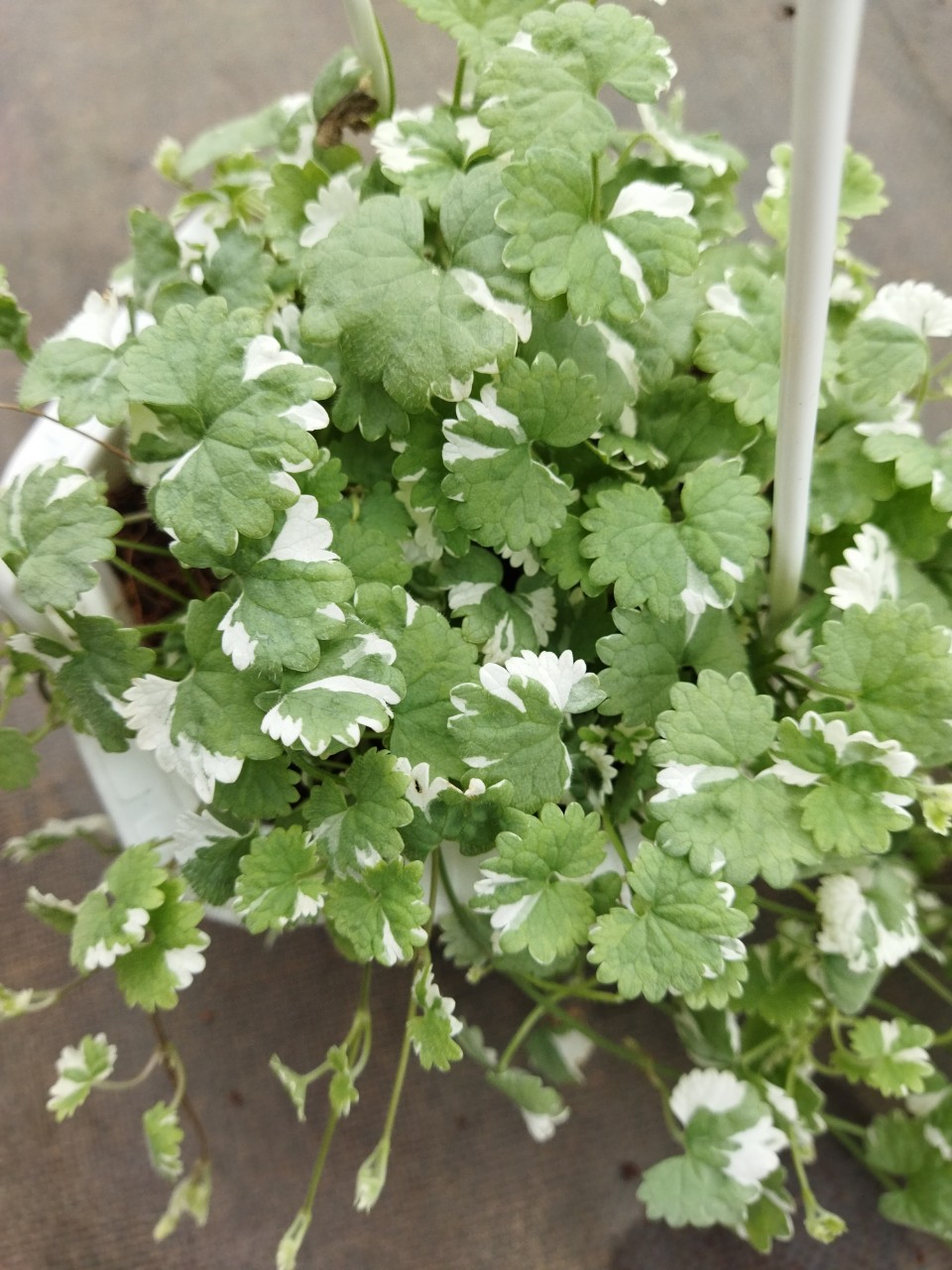 Rau má cẩm thạch - chậu treo, lá có hương thơm bạc hà