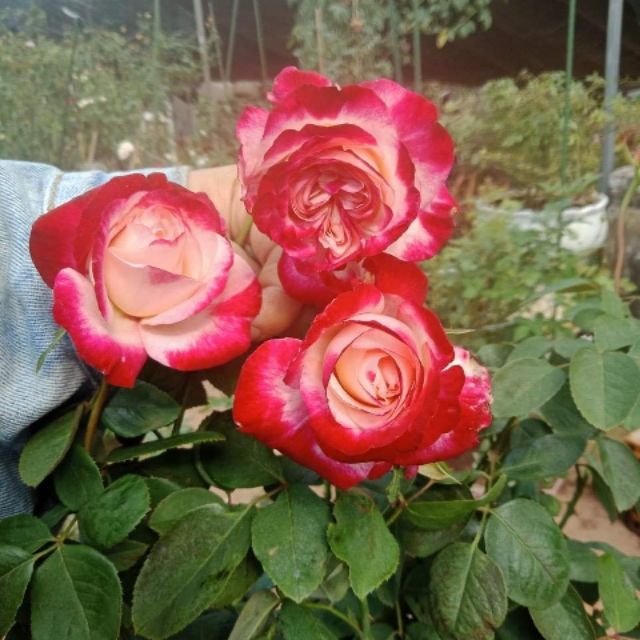 COMBO 5 GỐC HỒNG NGOẠI ( CÓ ĐỦ 10 MÀU CHO KHÁCH CHON ,)