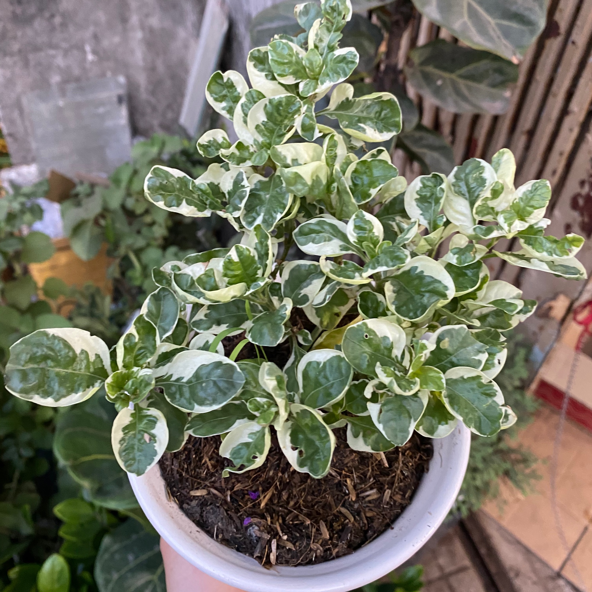 CÂY CẨM THẠCH ĐỂ BÀN