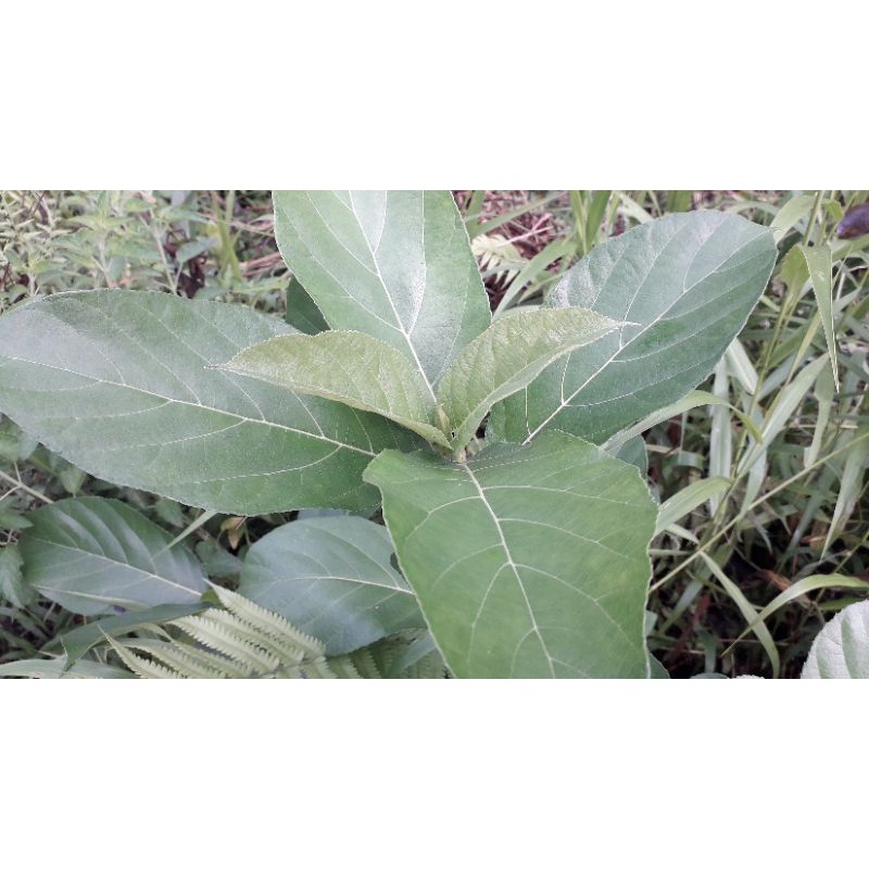 1kg lá ngái sao vàng hạ thổ