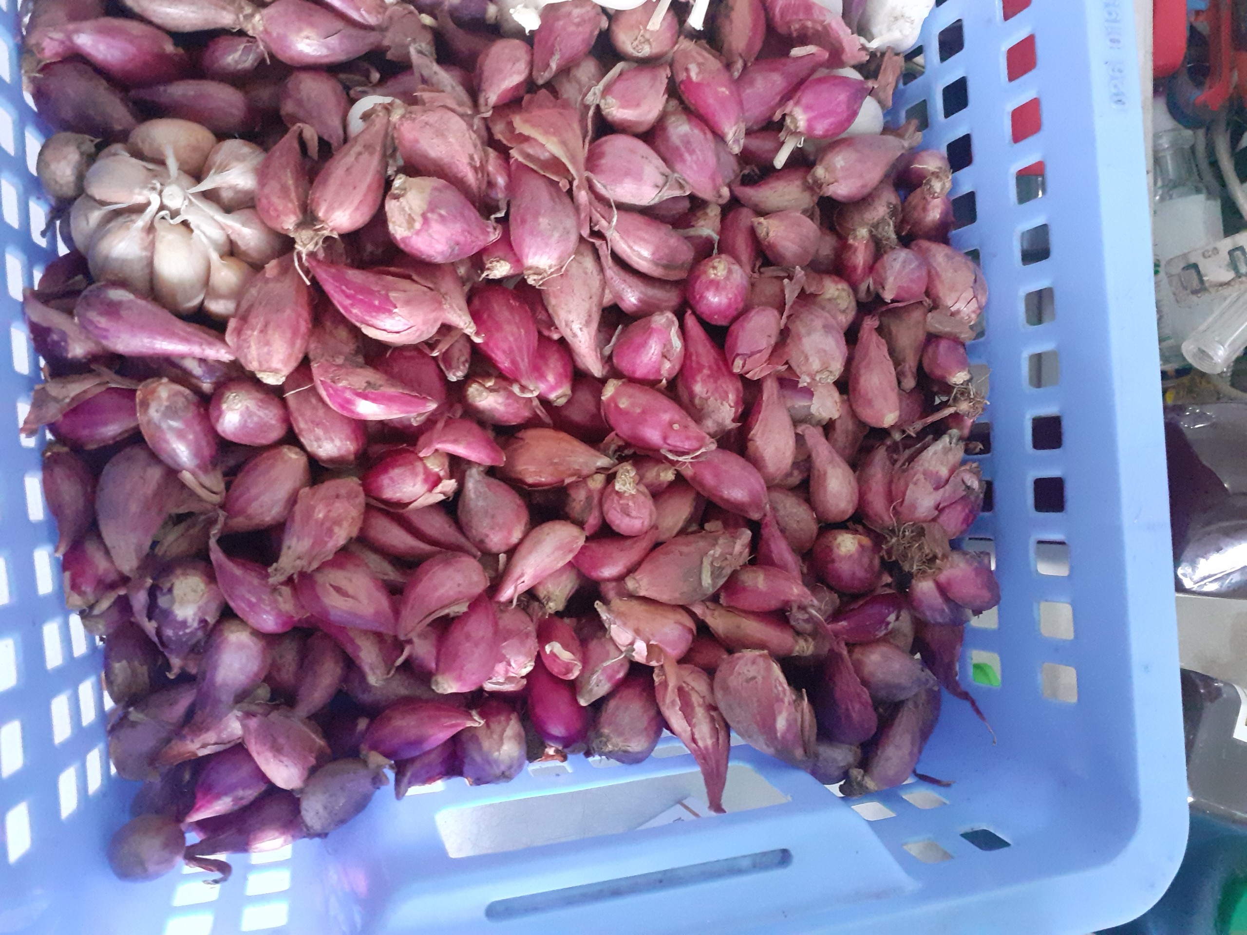 Củ hành tím quê em.