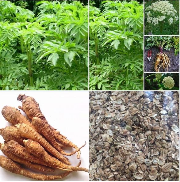 Hạt giống Bạch chỉ -cây dược liệu - 50 hạt/gói