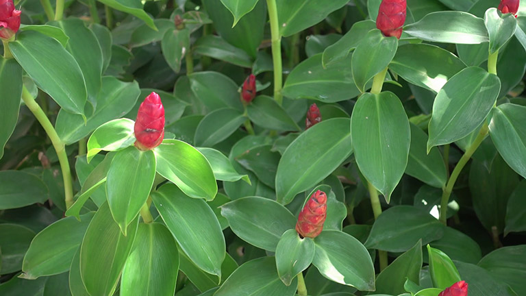 Củ cát lồi phơi khô 1 ký