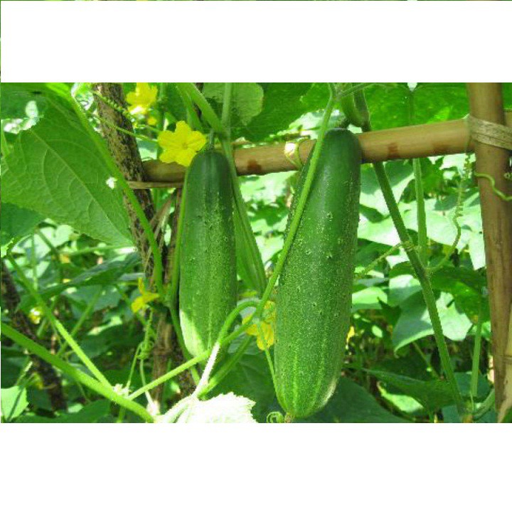 Hạt giống dưa chuột nếp ta cao sản