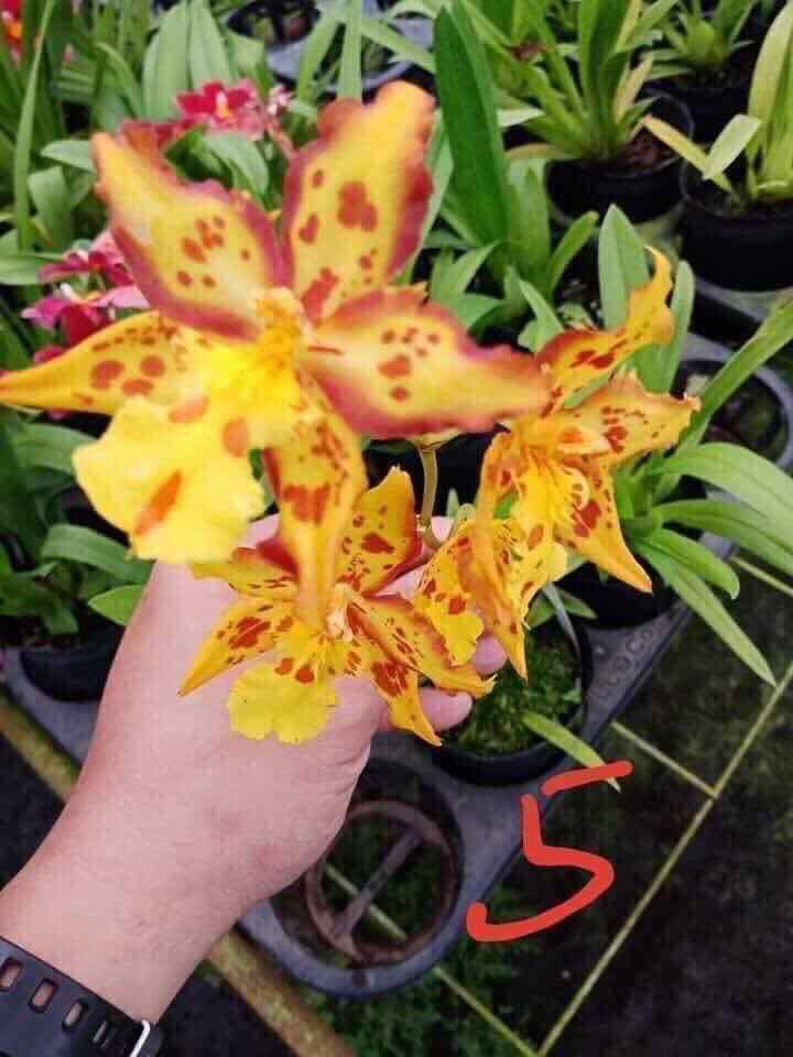 Vũ nữ giống mới