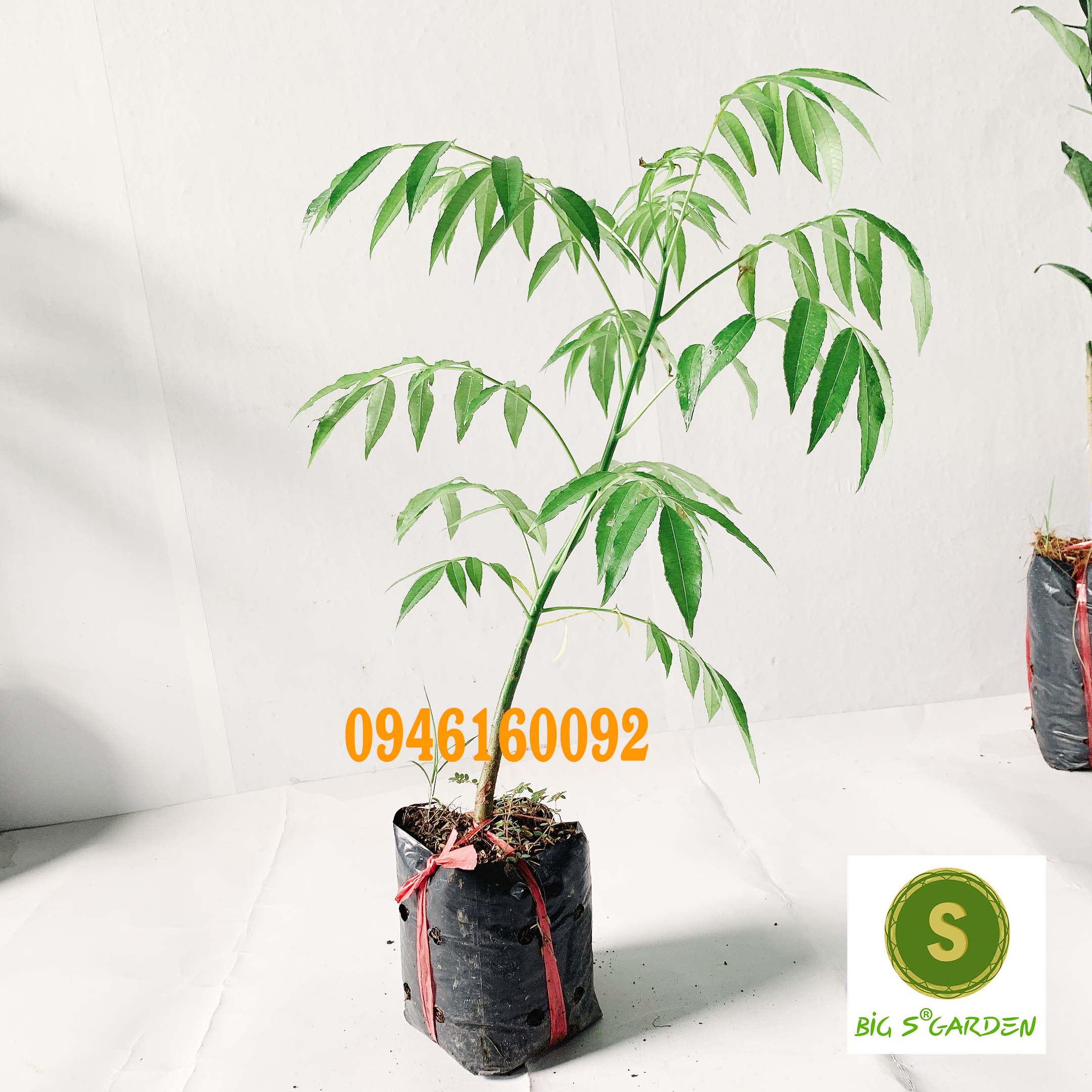 Cây giống Cóc Thái