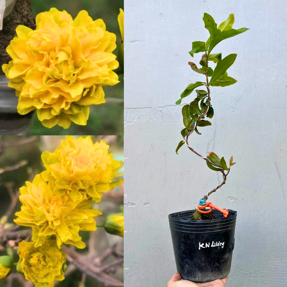 Mai Kim Ngân Lượng chuẩn giống, gốc ổn định
