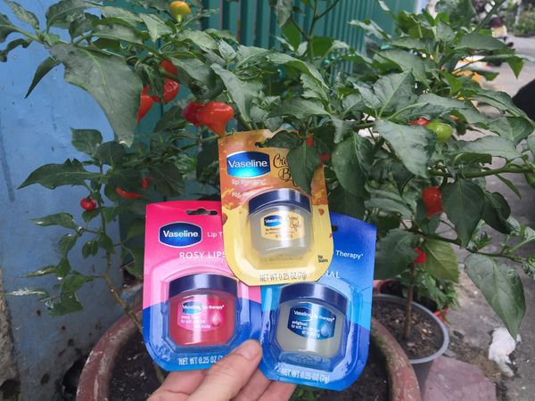 Sáp dưỡng ẩm mắt môi chân mày Vaseline Mỹ 7 gam 3 màu