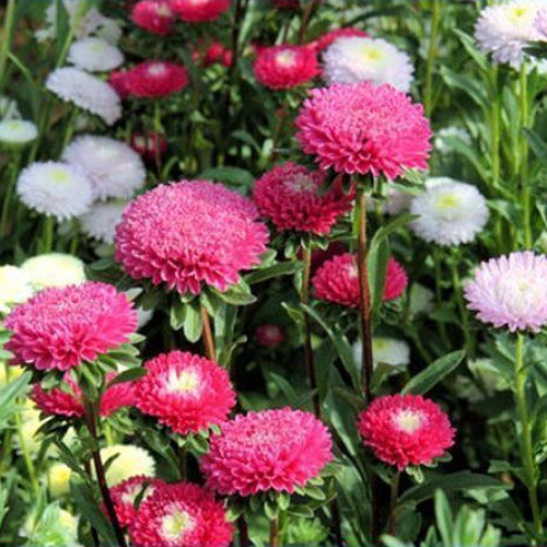 Hạt giống hoa cúc Đà Lạt nhiều màu - cúc Đà Lạt Mix PSV04 | Phởms Market