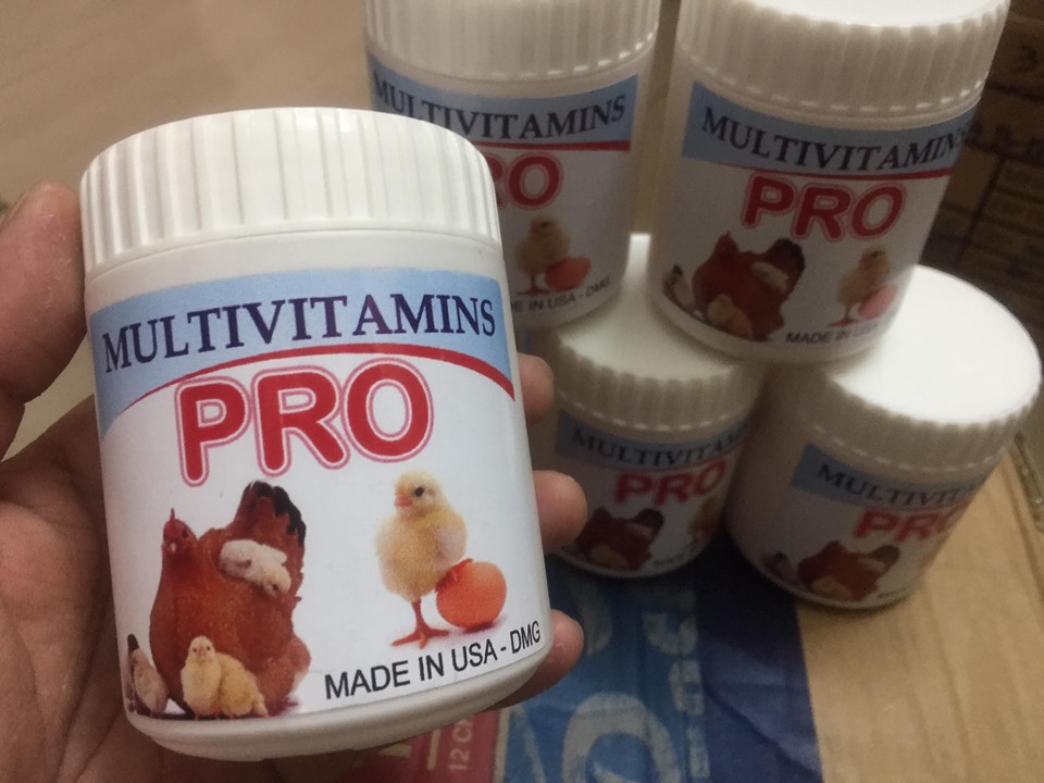 [HCM]BỔ GÀ CON MỚI NỞ CHO ĐẾN 9 10 TUẦN TUỔI