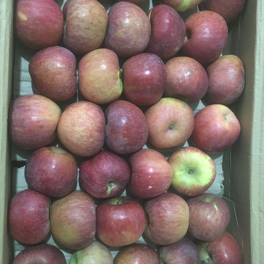 3kg táo đá táo giòn