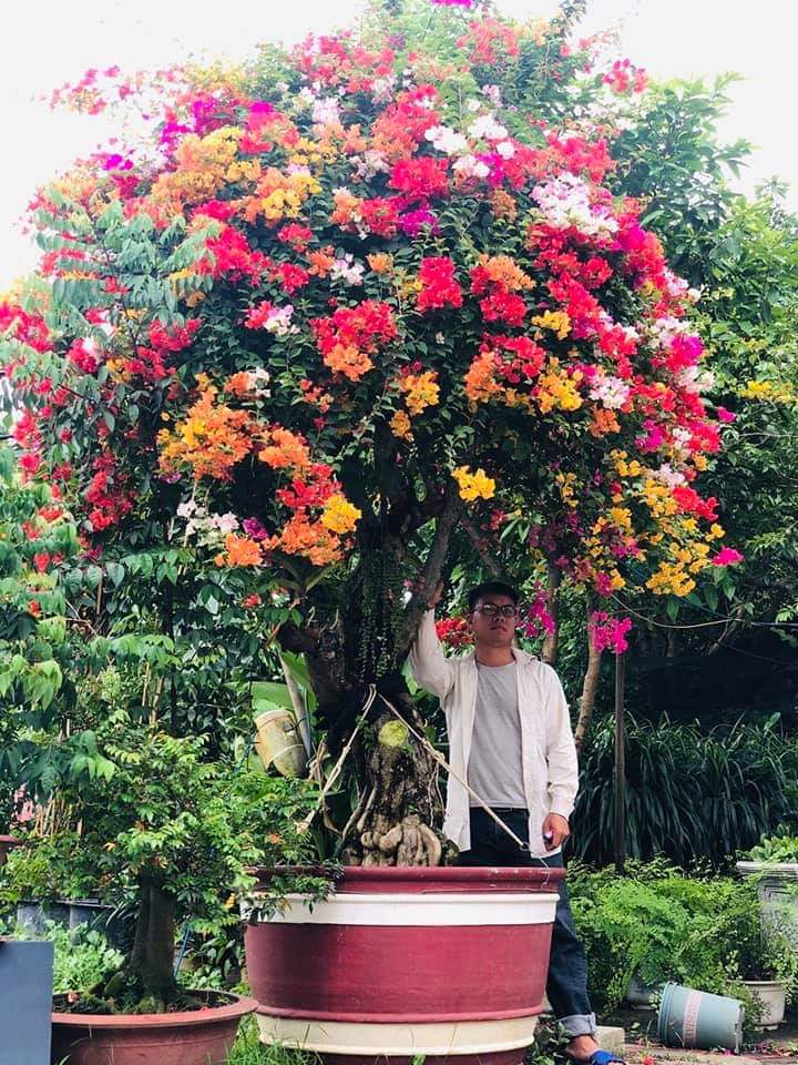 Hoa Giấy Ngũ Sắc ..ra hoa quanh nă