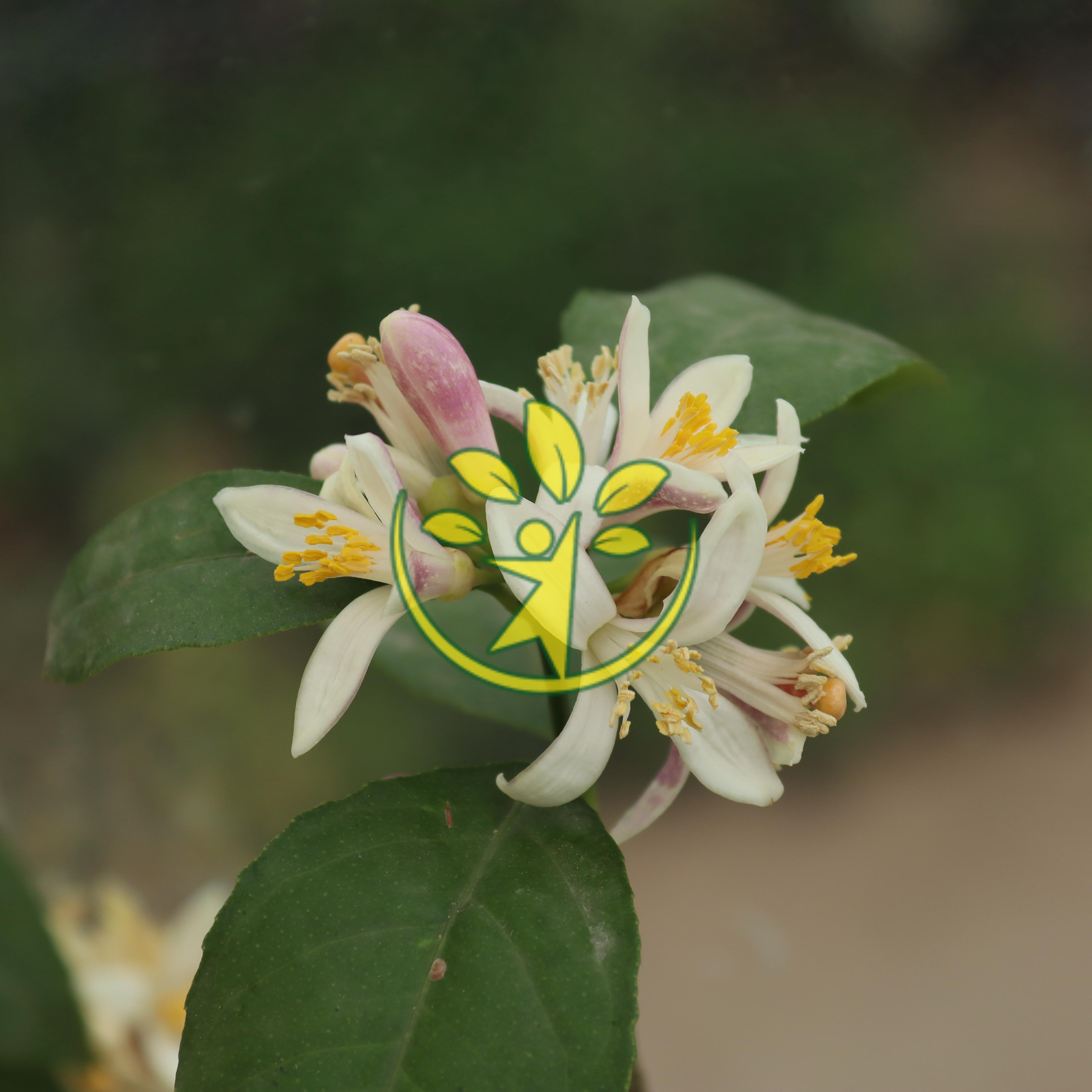 Cây chanh ta đã ra hoa chuẩn giống
