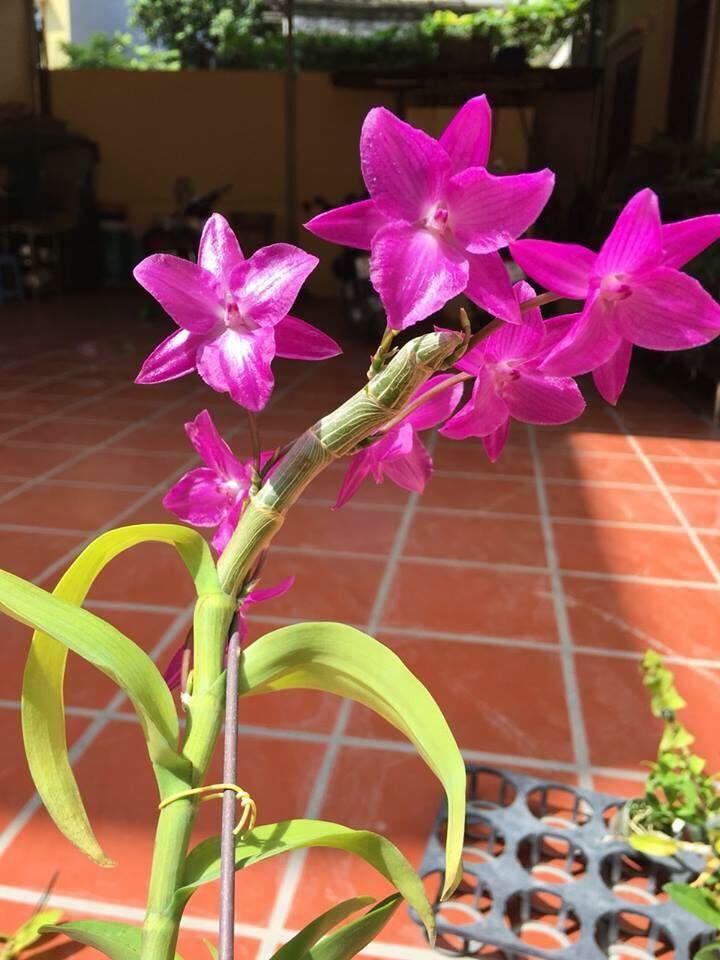 Kie trầm 6 cánh hàng đột biến giống