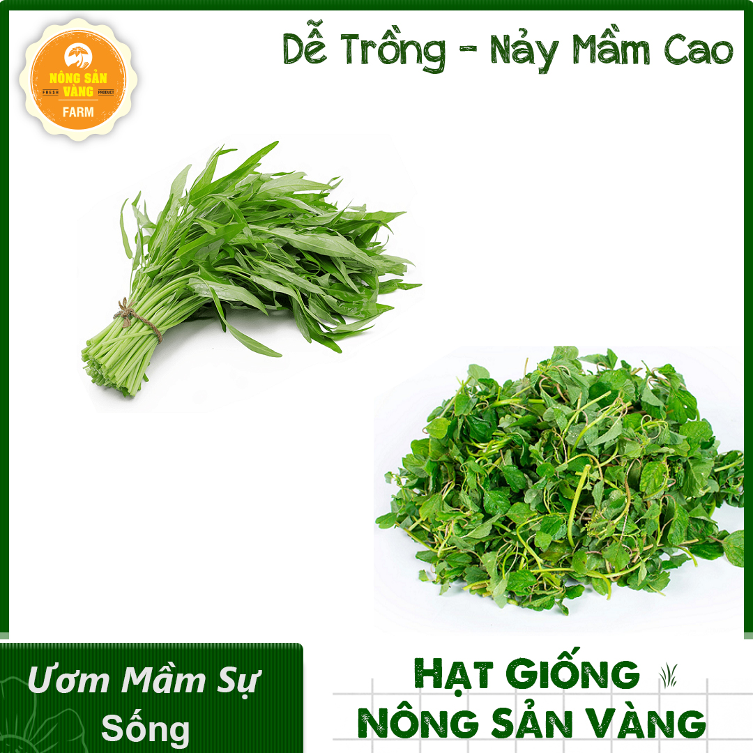 Combo 2 Hạt Giống Rau (Rau Muống Lá Tre - Rau Dền Cơm) Dễ Trồng, Thiết Yếu Cho Mỗi Bữa Cơm Gia Đình, An Toàn, Tiết Kiệm - Nông Sản Vàng