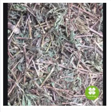 Cây xấu hổ - 1kg khô dtx145