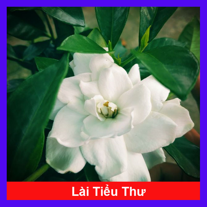 Cây Hoa Lài Tiểu Thư hoa thơm - cây cảnh sân vườn