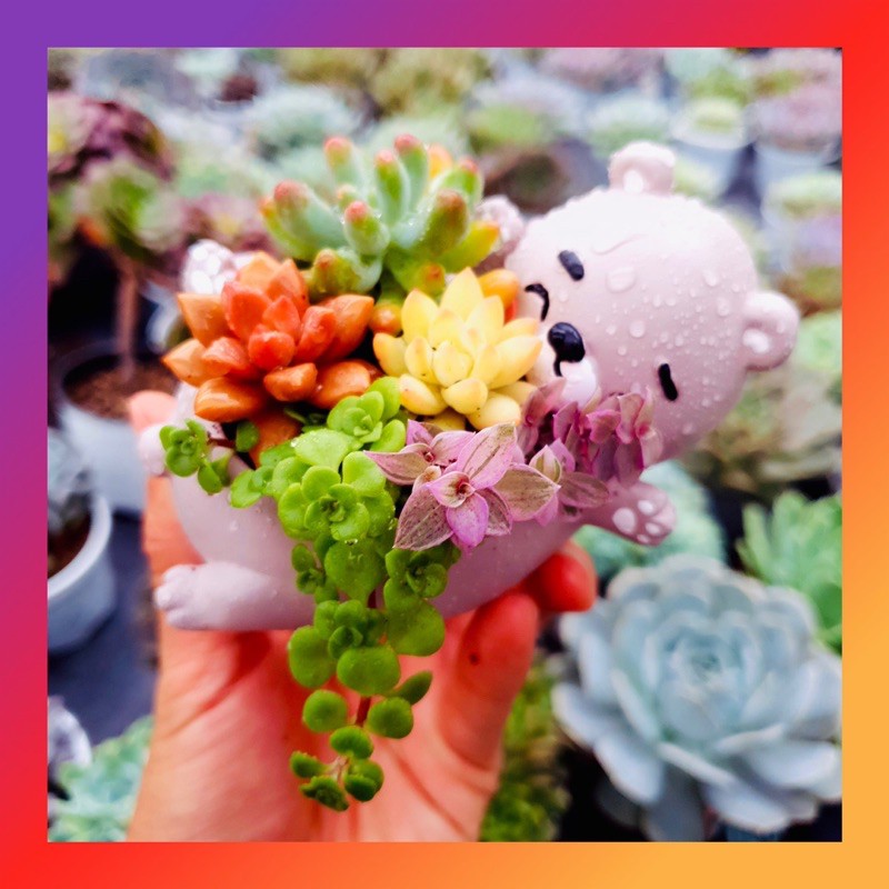 CHẬU THÚ GẤU NÂU 🐻 SIÊU XINH 🍖 LỖI 1 ĐỔI 1
