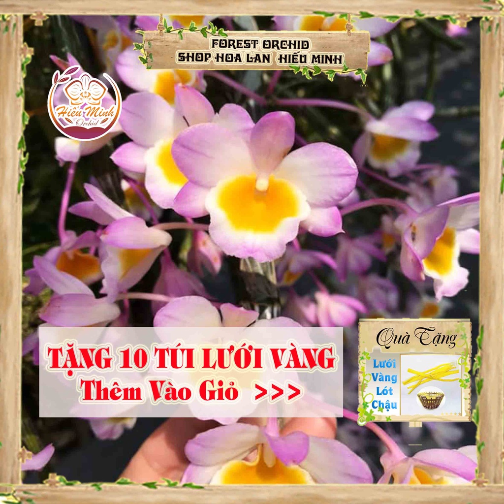 Hoa lan đột biến long tu đá , phong lan rừng tây bắc, lào, cây giống giá rẻ, phi điệp 5 cánh trắng tím