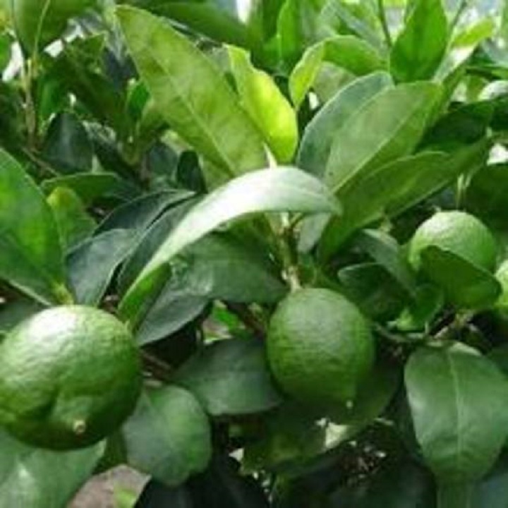 CÂY GIỐNG CHANH TỨ QUÝ, CÂY GỬI ĐI CAM KẾT Y ẢNH VÀ VIDEO