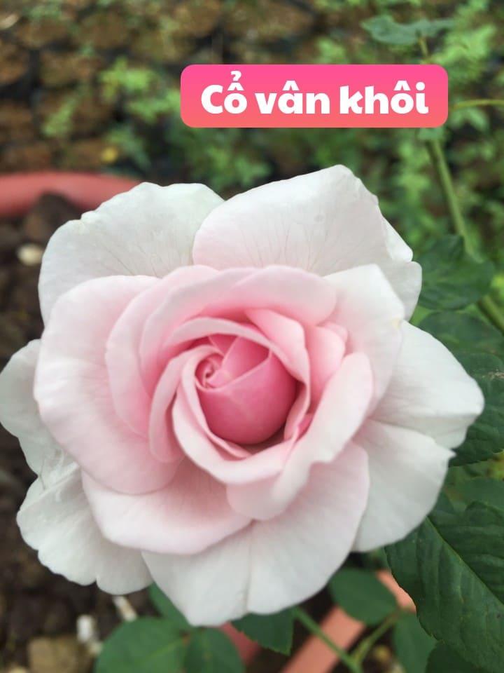 Combo 4 bàu hồng cổ vân khôi giá rẻ