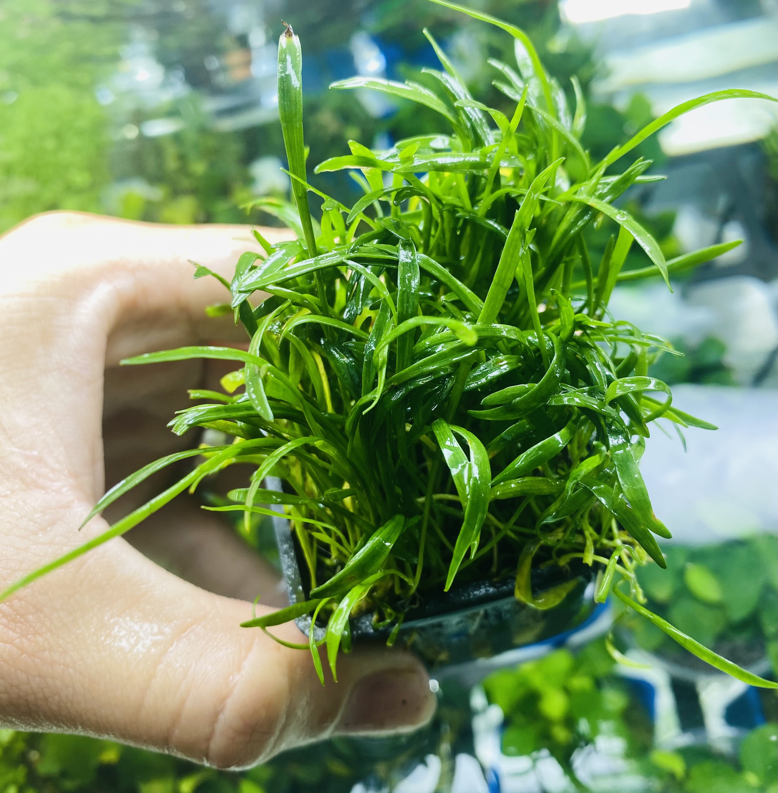 Cỏ lưỡi rắn, cây thủy sinh khỏe không càn C02