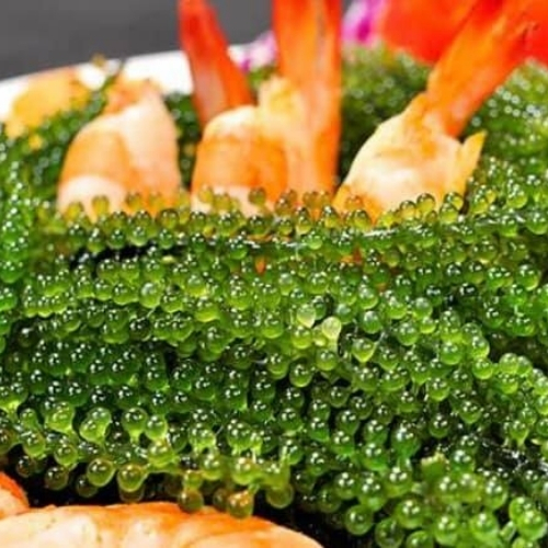 Rong nho tách nước, rong nho khánh hoà tươi 100g giàu dinh dưỡng
