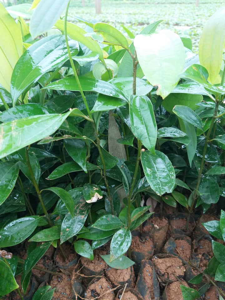 com bo 10 cây quế giống ( mua 10 cây tăng 1 cây )