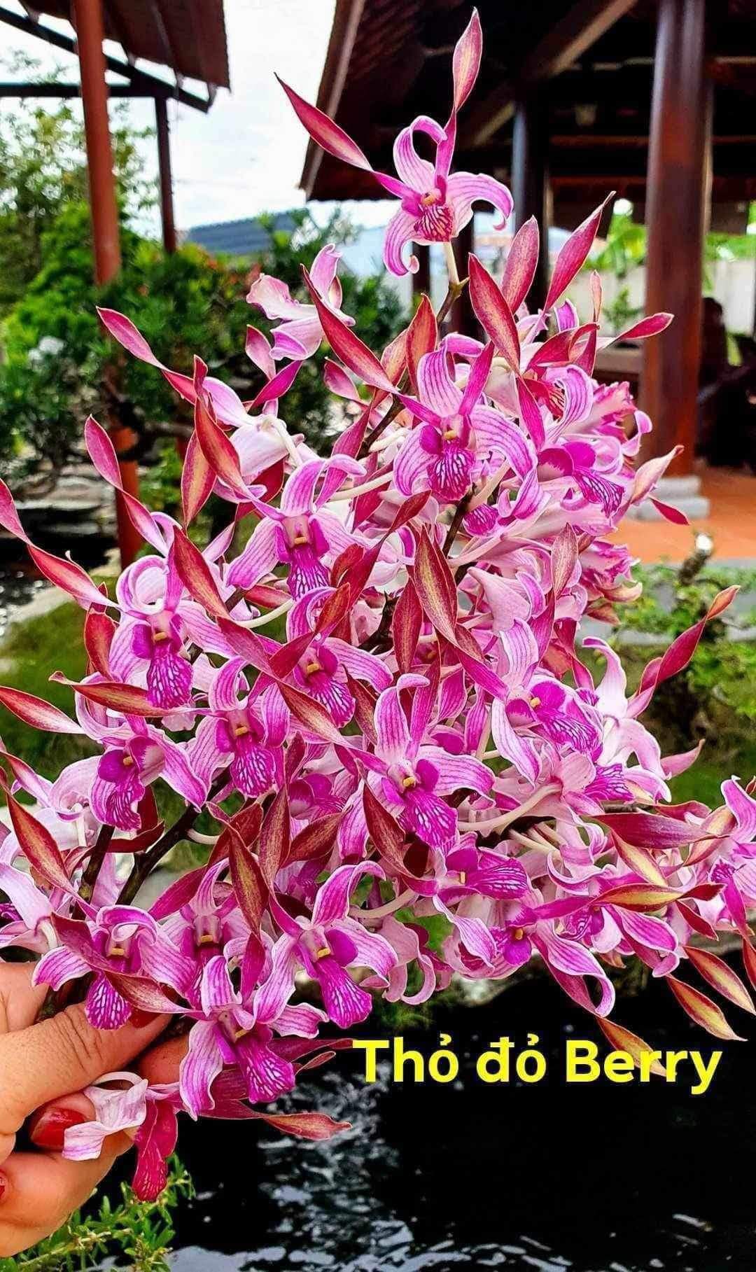 Hoa lan nắng thỏ berry