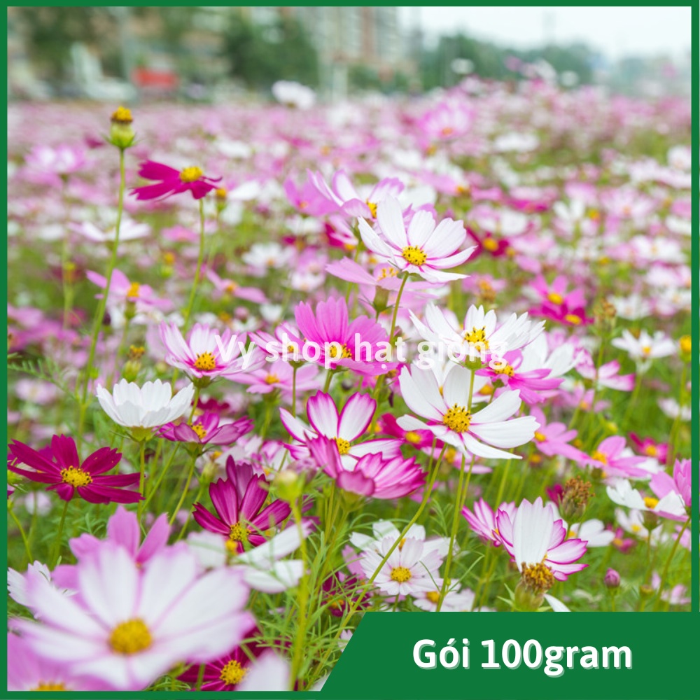 100gr hạt giống sao nhái mix 18 màu - khoảng 10.000 hạt