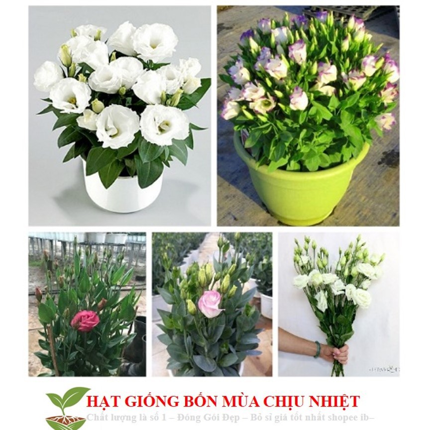 86A 100H Hạt Giống Hoa Cát Tường - Mix Màu Đến Mùa Trồng Tết