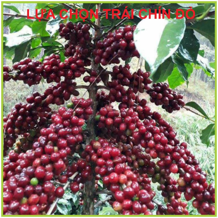 2KG Cafe nhân sống ARABICA Chưa Rang, Đặc Sản Cầu Đất, Chất Lượng Cao, Sàng 18 Bắn Màu Sạch Sẽ - Coffee New