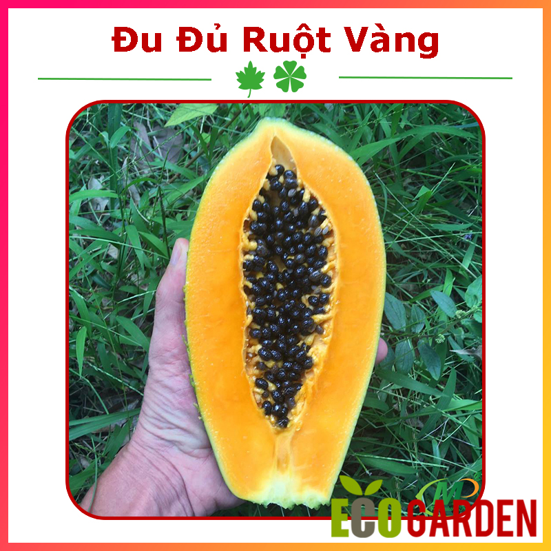 Hạt Giống Đu Đủ Ruột Vàng Lai F1 Đài Loan (ECO.136)