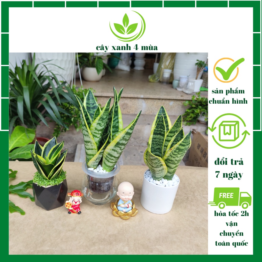 Cây lưỡi hổ thái mini để bàn phong thủy kèm chậu sứ cao cấp cao 15-20cm