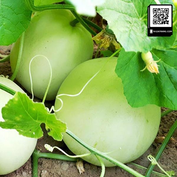 Hạt giống dưa lê lam ngọc siêu ngọt