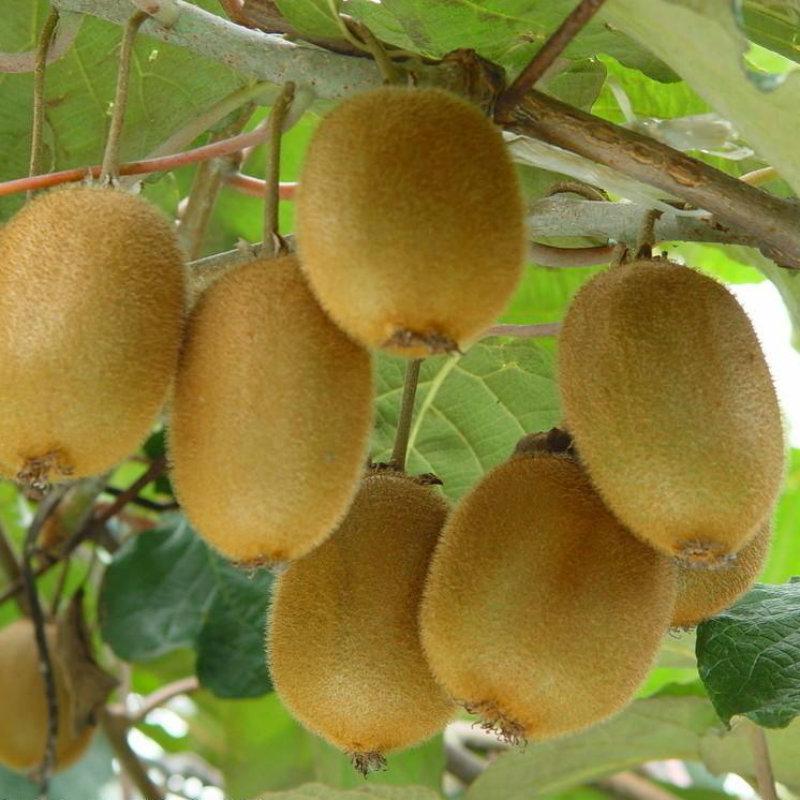 Sale Combo 3 gói Hạt giống kiwi