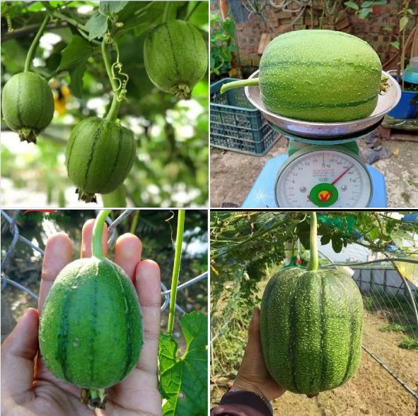 "Gói 5 Hạt " Hạt giống mướp táo nhập khẩu Đài Loan