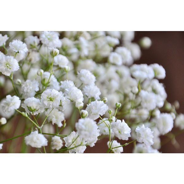 MA19B GÓI 50 Hạt Giống Hoa Baby Breath BABY TRẮNG Lâu Năm Bông Nhỏ