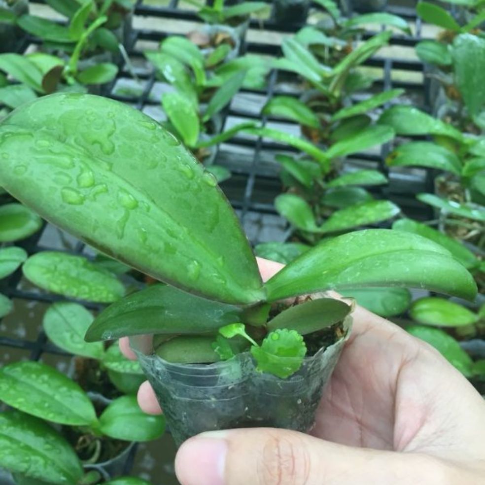 combo 10c hồ điệp