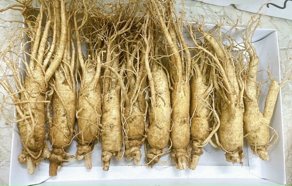 Sâm tươi Hàn loại 100g/ củ giá đặc biệt - thượng phẩm đại bổ