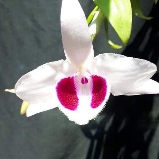 Hoa Lan Giả Hạc Ám Cổ Văn Giang Kie Năm 2