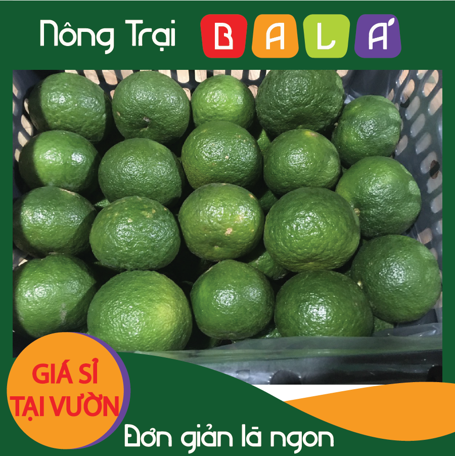 Hcm - cam sành mọng nước -