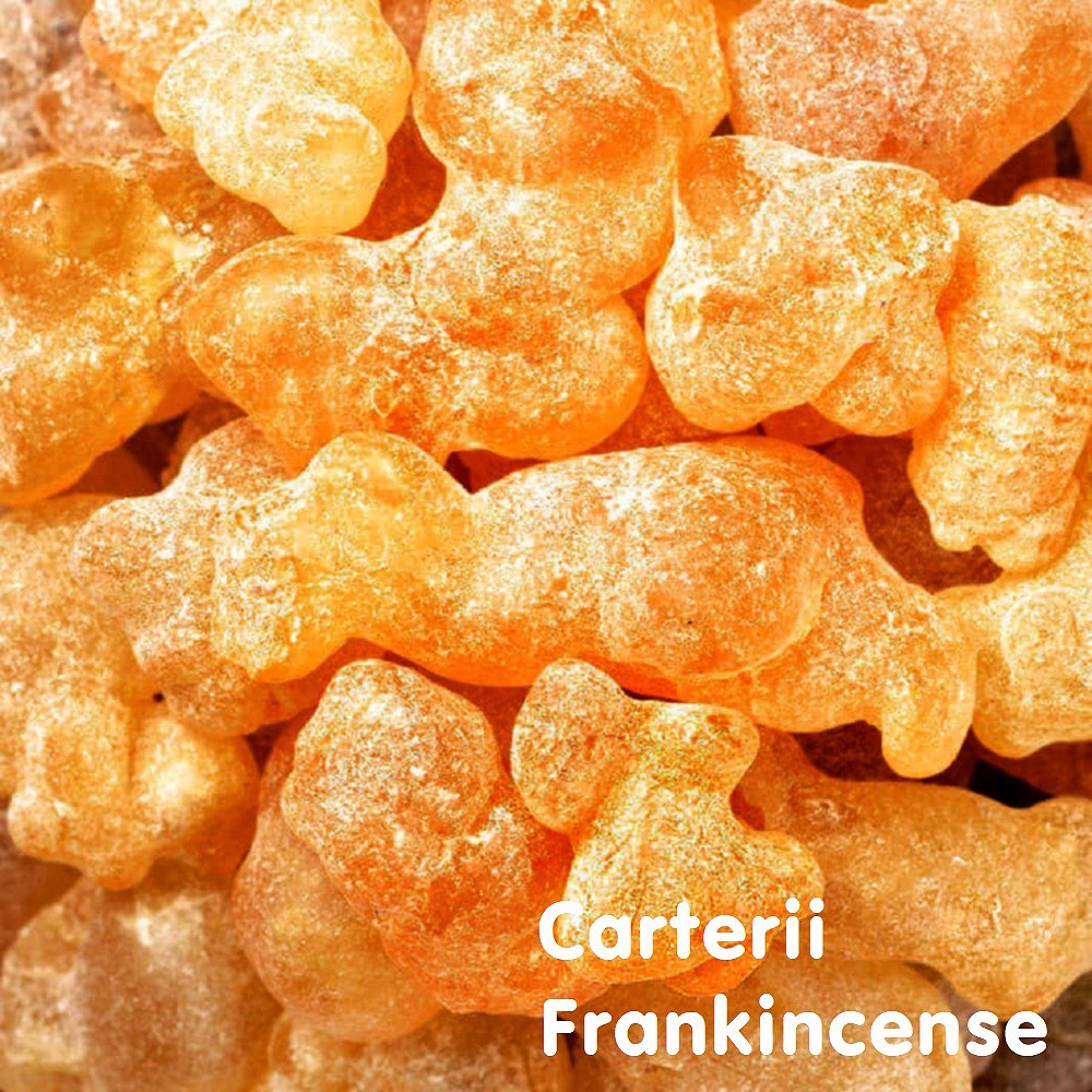 Tinh dầu nhũ hương Carterii Frankincense Essential Oil